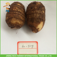 Chinese Fresh Taro 60g Size To USA